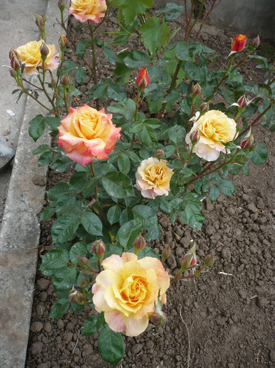 P1130702 - GRADINA 2012