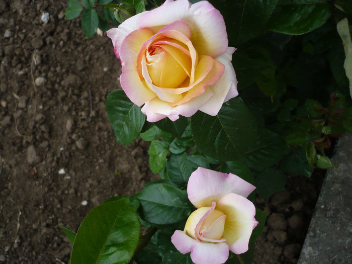 P1130703 - GRADINA 2012