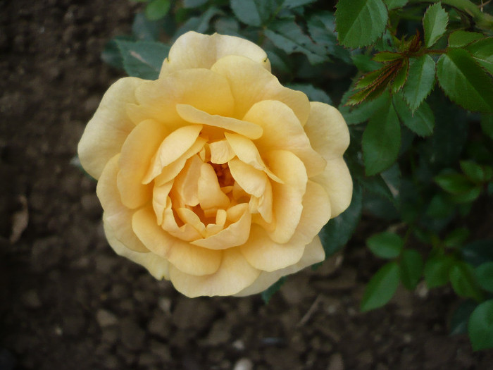 P1130705 - GRADINA 2012