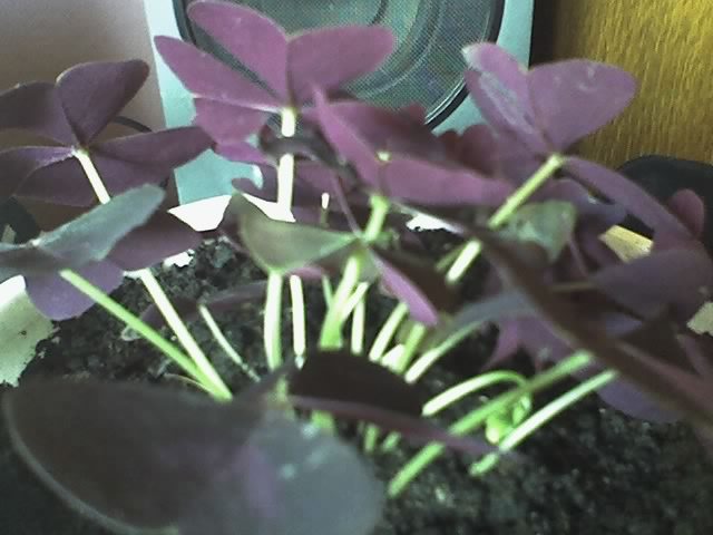 18-05-12_1656 - OXALIS TRIANGULARIS