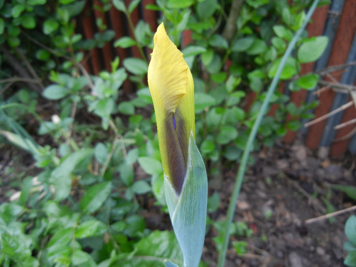 Iris Oriental Beauty (2012, May 17)