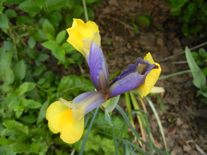 Iris Oriental Beauty (2012, May 17) - Iris Oriental Beauty