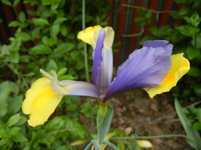 Iris Oriental Beauty (2012, May 18) - Iris Oriental Beauty