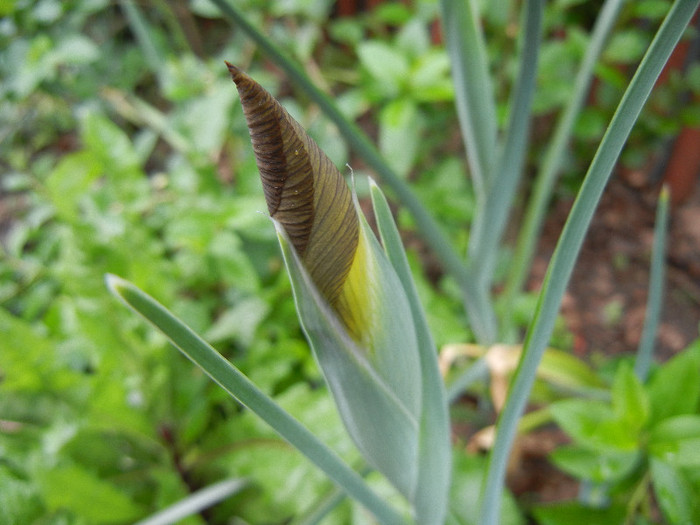 Iris Eye of the Tiger (2012, May 17)