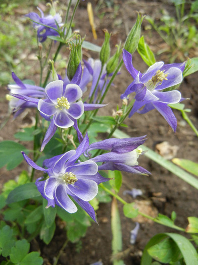 Aq. Winky Blue & White (2012, May 18) - Aquilegia Winky Blue White