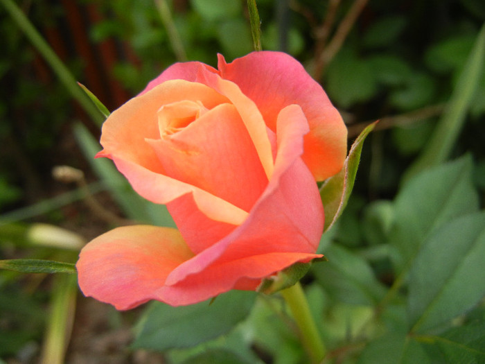 Orange Miniature Rose (2012, May 17) - Miniature Rose Orange