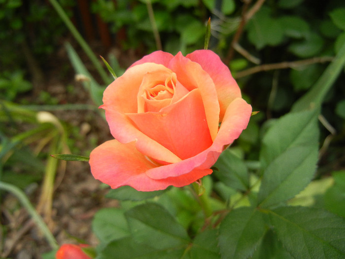 Orange Miniature Rose (2012, May 18)