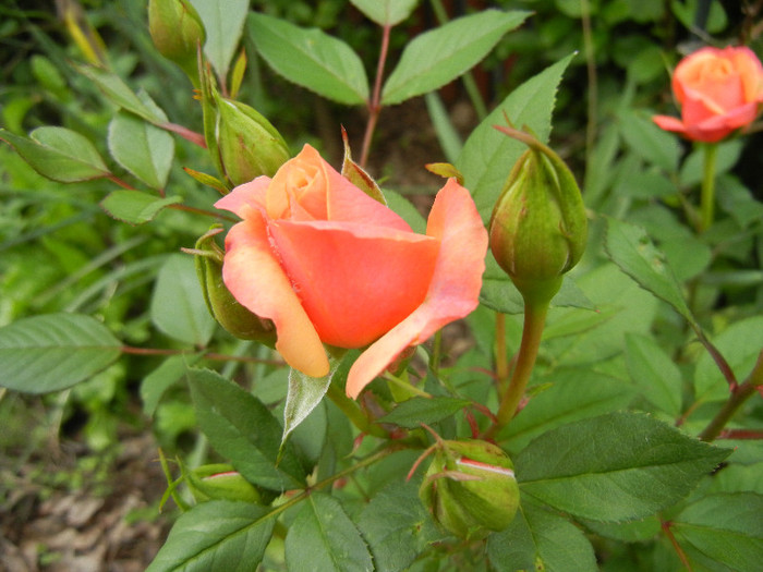 Orange Miniature Rose (2012, May 18)
