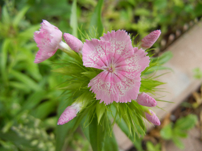 Dianthus barbatus (2012, May 17) - Dianthus Barbatus