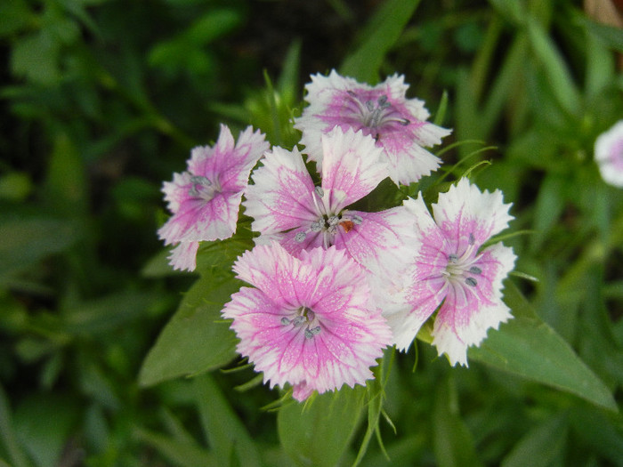 Dianthus barbatus (2012, May 17) - Dianthus Barbatus