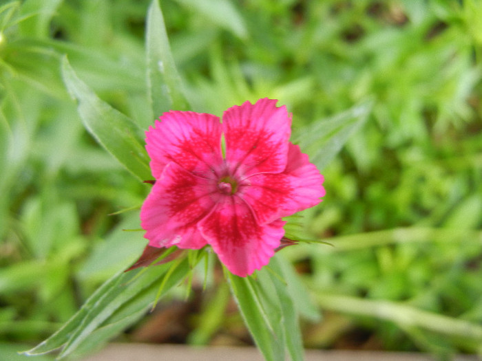 Dianthus barbatus (2012, May 17)