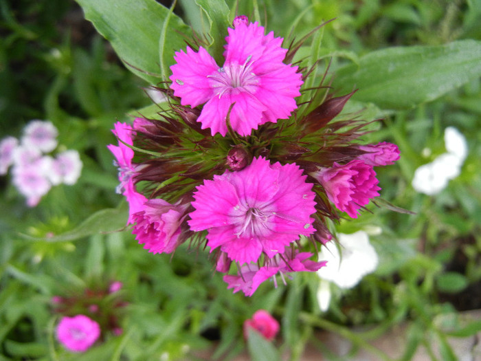 Dianthus barbatus (2012, May 18)