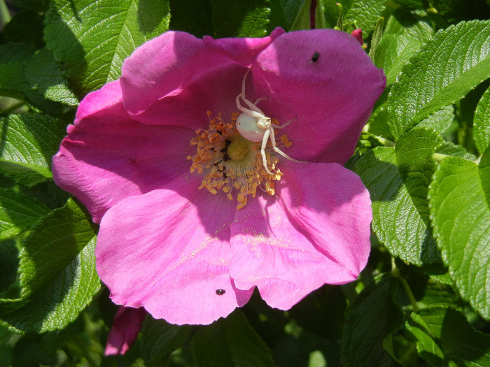 Rosa rugosa (2012, May 17)