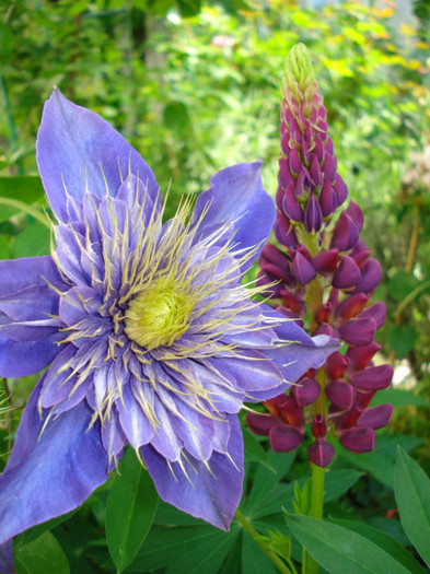 "Multi Blue" - Clematis 2012