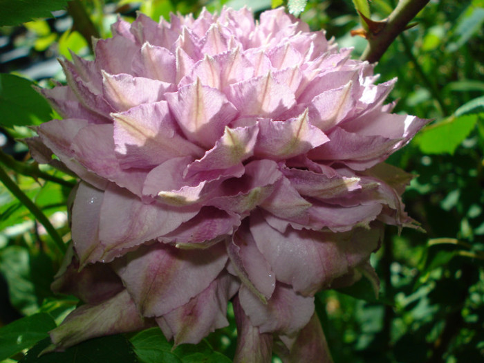 "Patricia Ann Fretwell" - Clematis 2012