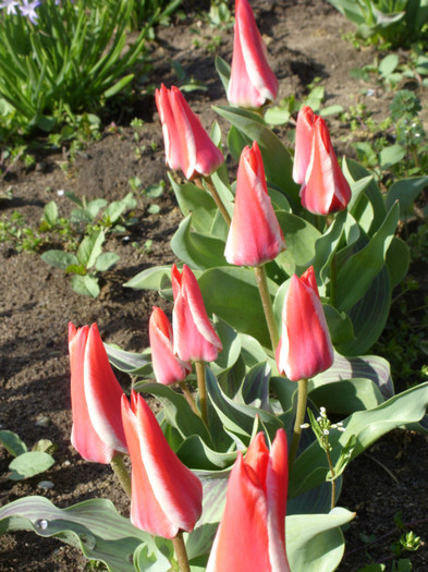 SDC11758 - Flori 2012 aprilie-mai