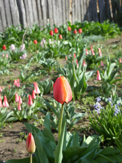 SDC11769 - Flori 2012 aprilie-mai