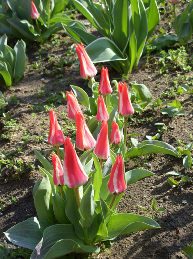 SDC11771 - Flori 2012 aprilie-mai