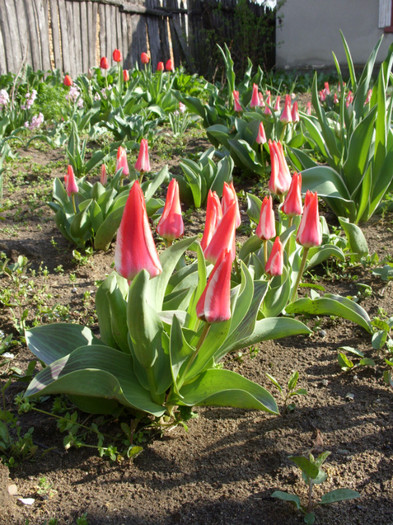 SDC11772 - Flori 2012 aprilie-mai