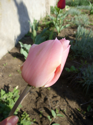 SDC11775 - Flori 2012 aprilie-mai