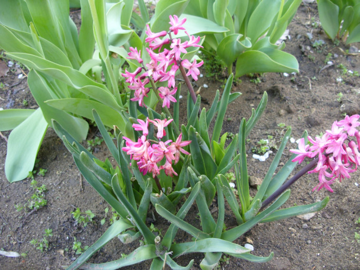 SDC11776 - Flori 2012 aprilie-mai