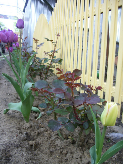 SDC11959 - Flori 2012 aprilie-mai