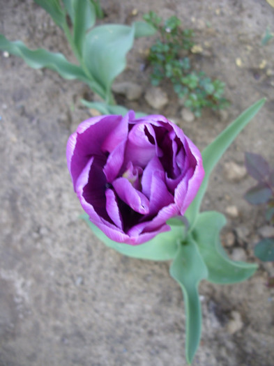 SDC11960 - Flori 2012 aprilie-mai