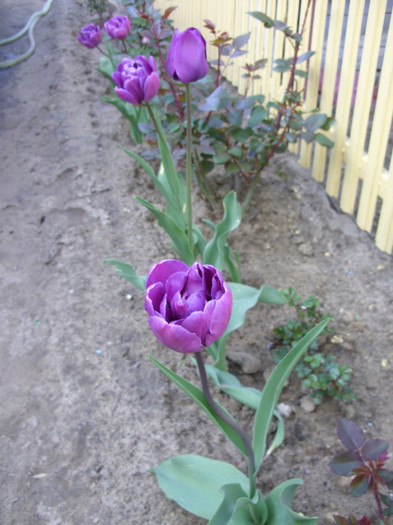 SDC11962 - Flori 2012 aprilie-mai