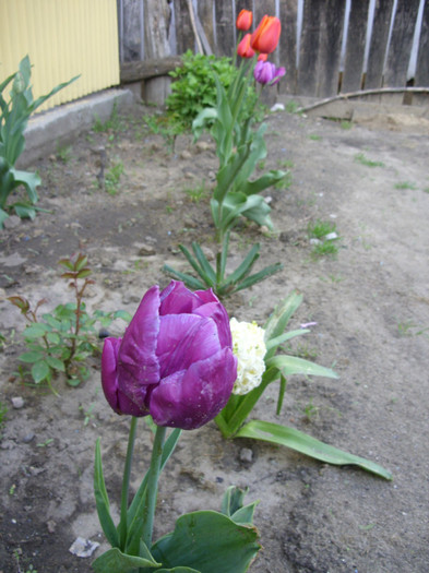 SDC11963 - Flori 2012 aprilie-mai