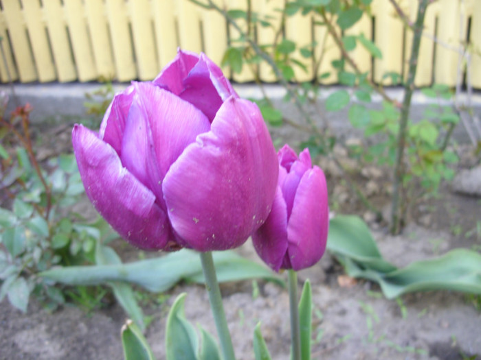 SDC11967 - Flori 2012 aprilie-mai