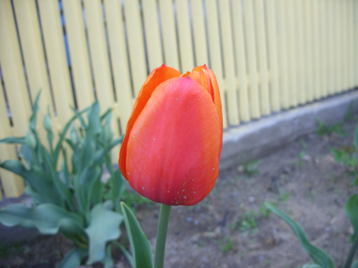 SDC11968 - Flori 2012 aprilie-mai