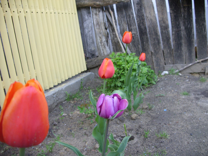 SDC11969 - Flori 2012 aprilie-mai