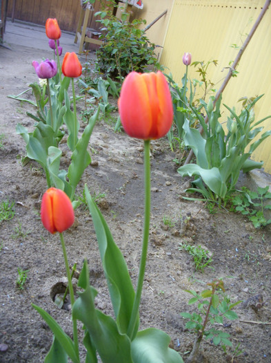 SDC11970 - Flori 2012 aprilie-mai