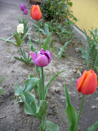 SDC11974 - Flori 2012 aprilie-mai