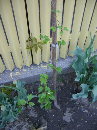 SDC11977 - Flori 2012 aprilie-mai