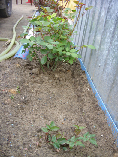 SDC11979 - Flori 2012 aprilie-mai