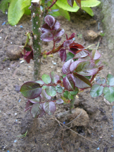 SDC11983 - Flori 2012 aprilie-mai