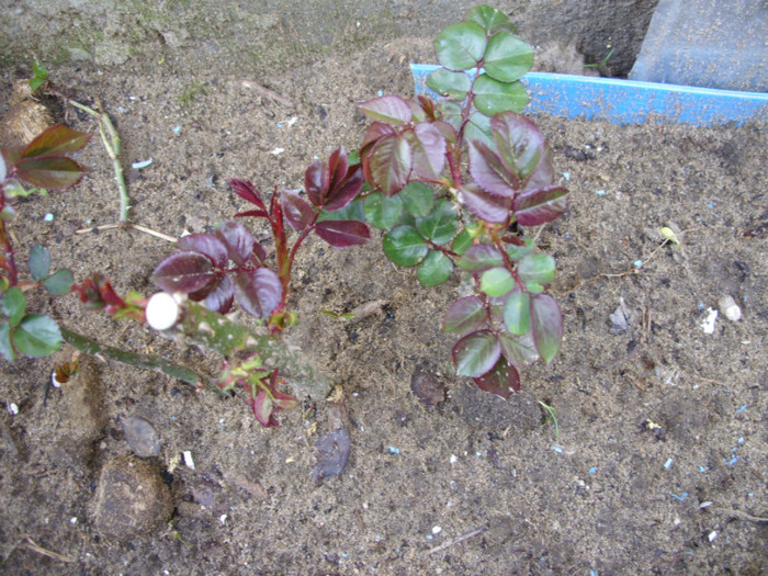 SDC11984 - Flori 2012 aprilie-mai