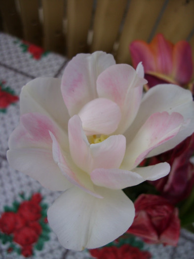 SDC11987 - Flori 2012 aprilie-mai