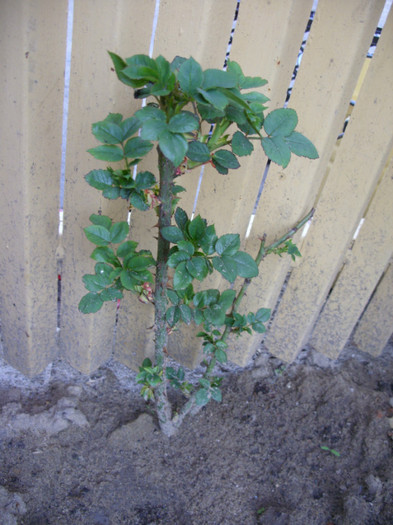 SDC11988 - Flori 2012 aprilie-mai