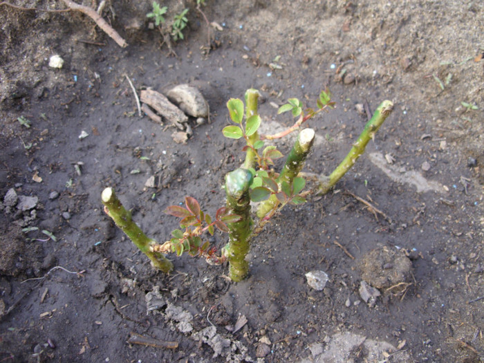 SDC11989 - Flori 2012 aprilie-mai