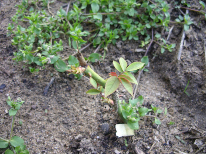 SDC11999 - Flori 2012 aprilie-mai