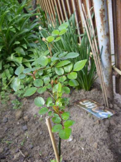 SDC12016 - Flori 2012 aprilie-mai