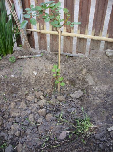 SDC12017 - Flori 2012 aprilie-mai