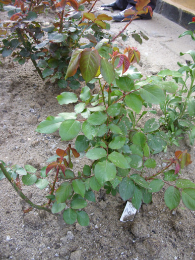 SDC12019 - Flori 2012 aprilie-mai