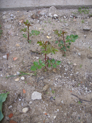 SDC12021 - Flori 2012 aprilie-mai