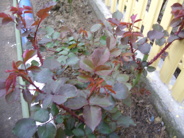 SDC12024 - Flori 2012 aprilie-mai