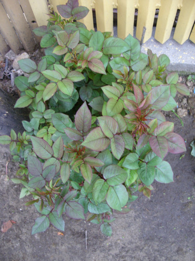 SDC12027 - Flori 2012 aprilie-mai