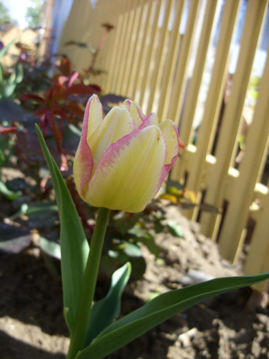 SDC12051 - Flori 2012 aprilie-mai