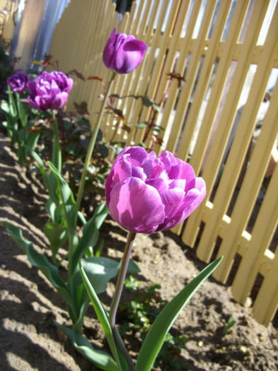 SDC12053 - Flori 2012 aprilie-mai